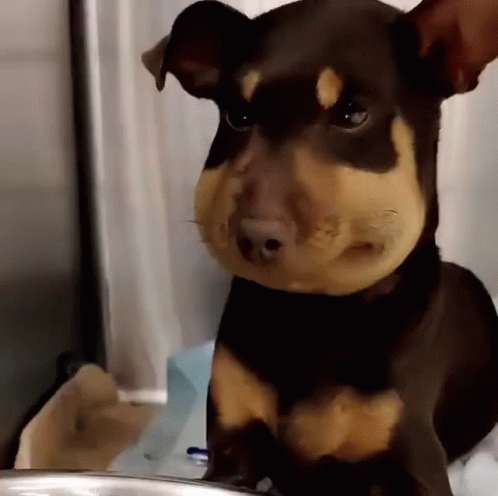 Brown and Tan Dog With Beehive on Face