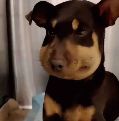 Brown and Tan Dog With Beehive on Face