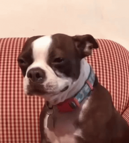 Brown and White Boston Terrier Sitting on Checkered Couch