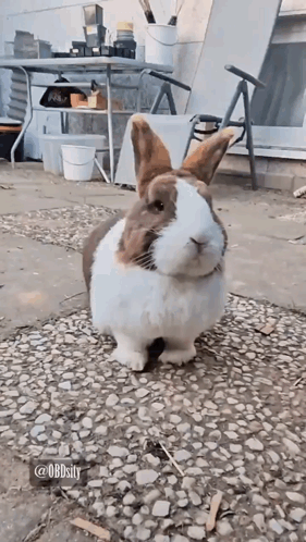 Brown And White Bunny Rabbit GIF