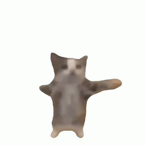 Brown and White Cat Floating in Air