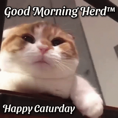 Brown And White Cat Good Morning Herd Tm Happy Saturday