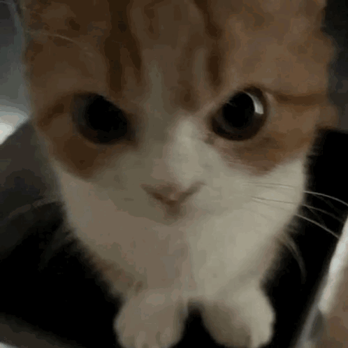 Brown and White Cat Looking at Camera With Big Eyes