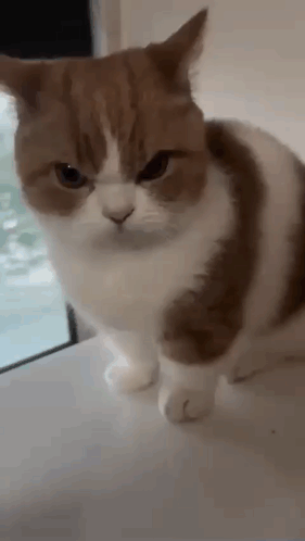 Brown and White Cat Looking at Camera
