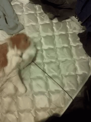 Brown And White Cat Lying GIF