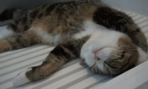 Brown And White Cat Lying On Bed GIF