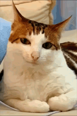 Brown and White Cat Lying on Couch