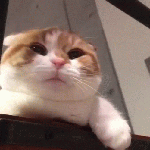 Brown And White Cat Sitting GIF
