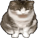 Brown and White Cat Sitting with Eyes Closed