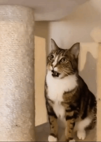 Brown and White Cat Standing Next to Cat Tree