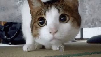Brown and White Cat With Ring