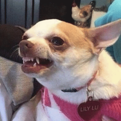 Brown and White Chihuahua in Pink Sweater Lily Lu Tag