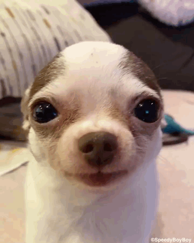 Brown and White Chihuahua Puppy Smiling
