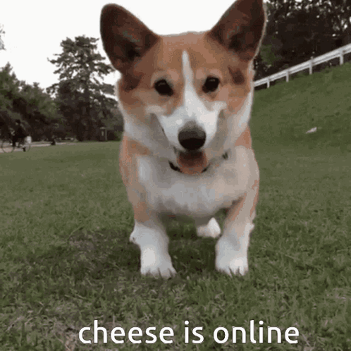 Brown and White Corgi Dog Cheese Is Online