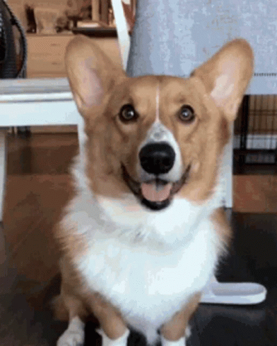 Brown and White Corgi Sitting With Tongue Out