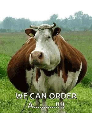 Brown and White Cow Chained to Tree