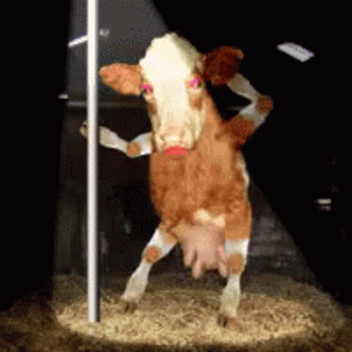Brown and White Cow Standing on Hind Legs in Barn