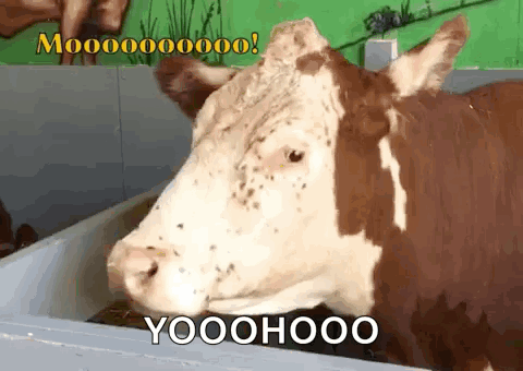Brown and White Cow Yooohooo