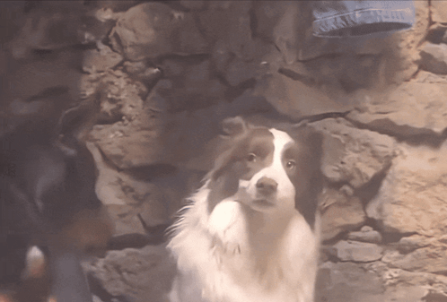 Brown and White Dog Before Stone Wall
