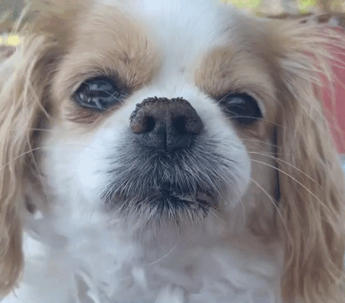 Brown and White Dog Face With Black Nose