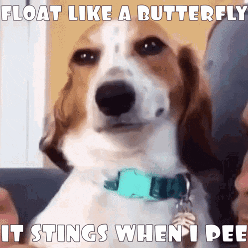 Brown and White Dog Float Like a Butterfly