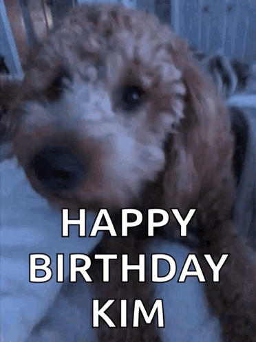 Brown And White Dog Happy Birthday Kim GIF