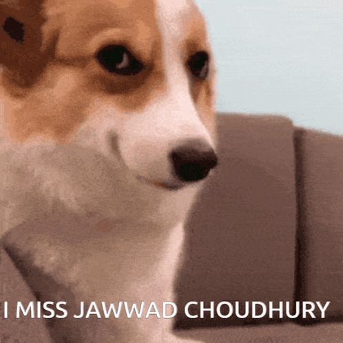 Brown and White Dog I Miss Jawwad Choudhury