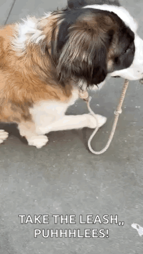 Brown And White Dog Laying Down Holding Leash GIF