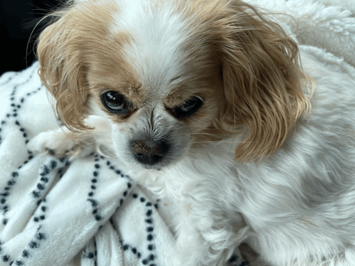 Brown and White Dog Laying