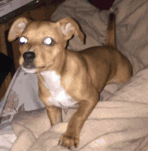 Brown and White Dog Laying on Bed