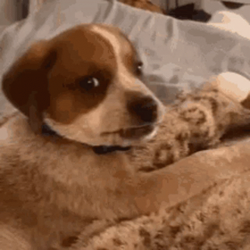 Brown and White Dog Laying on Bed With Teddy Bear