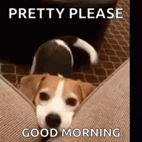 Brown And White Dog Laying On Couch Pretty Please Good Morning GIF