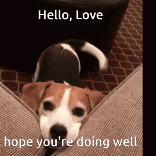 Brown and White Dog Laying on Couch Saying Hello Love