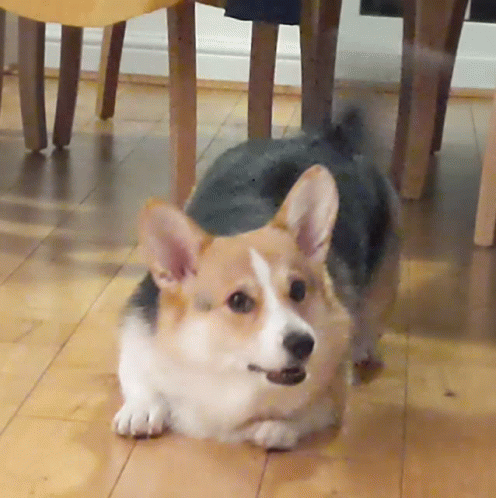 Brown and White Dog Laying on Floor