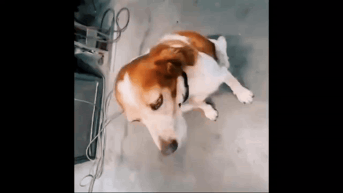 Brown and White Dog Laying on Ground