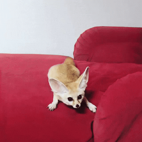 Brown and White Dog Laying on Red Couch