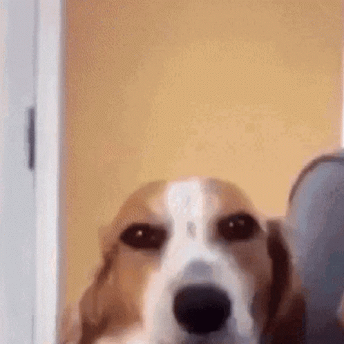 Brown and White Dog Looking at Camera in Doorway