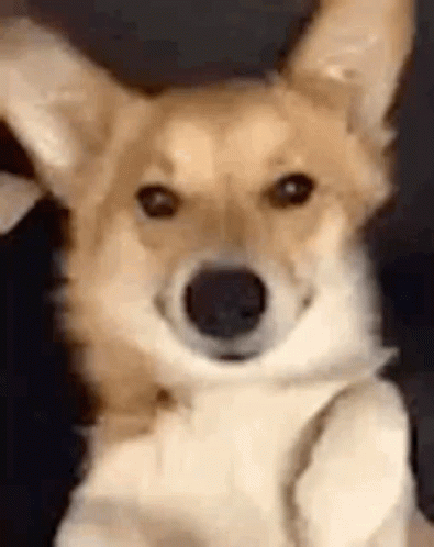 Brown and White Dog Looking at Camera