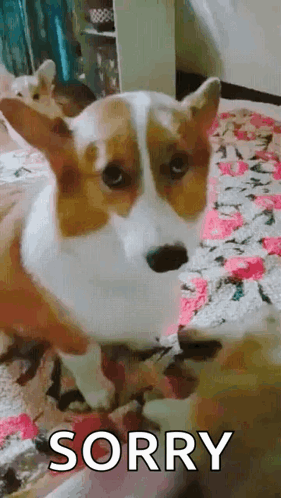 Brown and White Dog Looking at Camera
