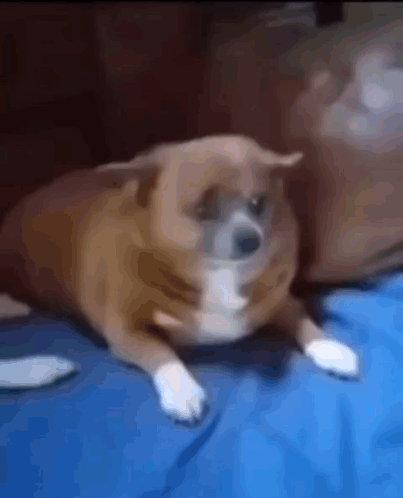 Brown And White Dog Lying On Blue Blanket GIF