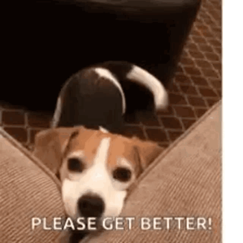 Brown and White Dog Lying on Couch Please Get Better