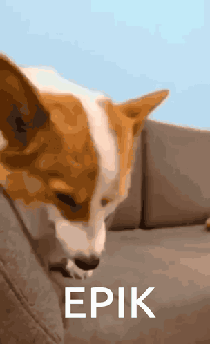 Brown and White Dog Lying on Couch Saying Epic