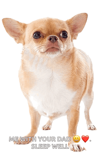 Brown-And-White Dog Me With Your Dad Sleep Well GIF