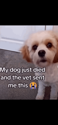 Brown And White Dog My Dog Just Died And The Vet Sent Me This GIF