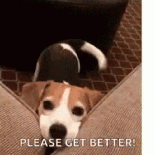 Brown and White Dog on Couch Begging