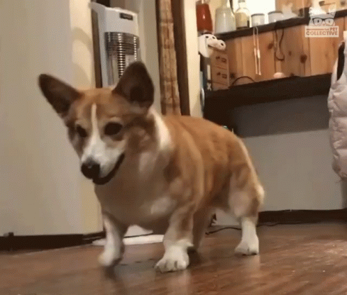 Brown and White Dog on Wooden Floor with Collective