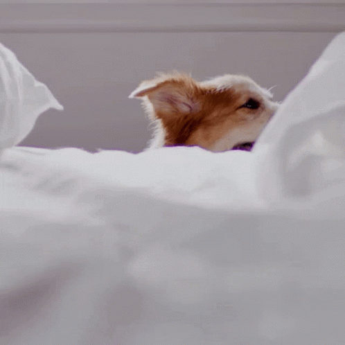 Brown and White Dog Peeking Out of Bed Saying Oh Hello