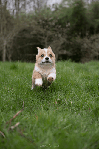 Brown and White Dog Running in Grassy Field Garden Postfair