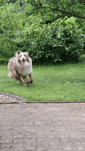 Brown and White Dog Running on Brick Path