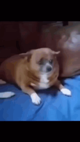 Brown And White Dog Saying Me With Your Dad Sleep Well GIF